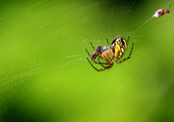 Mangora acalypha